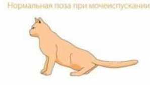 Urolitiáza u mačiek: liečba, príznaky, príznaky, strava, prípravky, liečivé krmivo